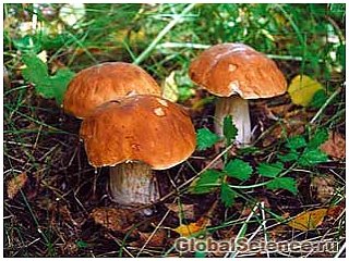 Лечебные свойства азиатских грибов