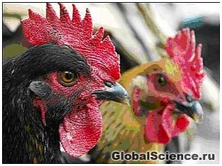 В Гонконге начался отстрел цыплят из-за вспышки птичьего гриппа
