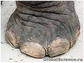 Ученые обнаружили у слона шестой палец