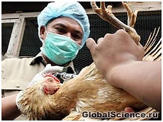 В Индонезии зарегистрирован еще один смертельный случай птичьего гриппа