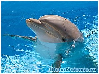 Дельфины исчезающих видов всплыли во Вьетнаме
