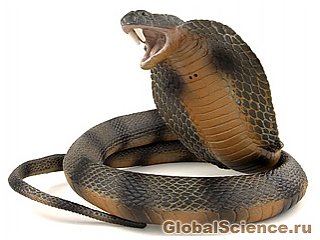 Зміїний укус може стати причиною передчасного старіння 