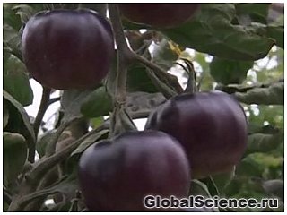 Израильские ученые вывели сорт черных помидор