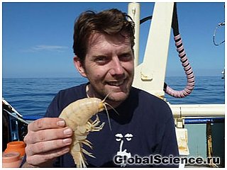 Самая большая в мире креветка обнаружена в водах Новой Зеландии