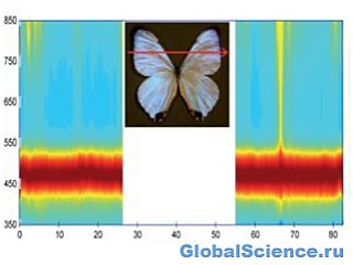 Учені перетворили крила метелика в датчик інфрачервоного випромінювання 