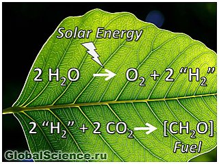 Штучні листя може стати новим джерелом енергії 