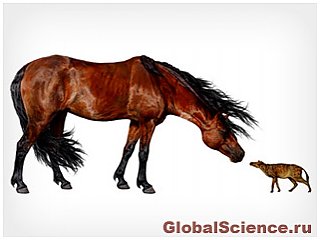 Размер древних лошадей был связан с климатом