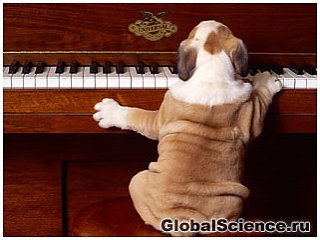 Мешканка Франції навчила своїх собак грати на фортепіано 