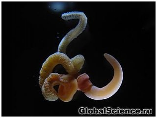 Вчені виявили у морських черв&#39;яків ознаки розвитку мозку хребетних тварин 