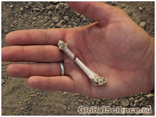 Неизвестный вид протолюдей обнаружен в Эфиопии