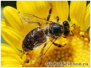Чому продовжують зникати бджоли? 