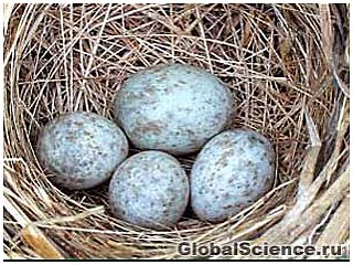 Окраска яиц помогает птицам бороться с гнездовым паразитизмом