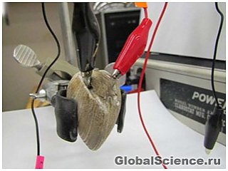 Исследователи создали генератор электроэнергии из живых моллюсков