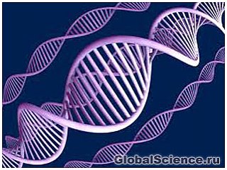 Генетики создали синтетический аналог ДНК человека