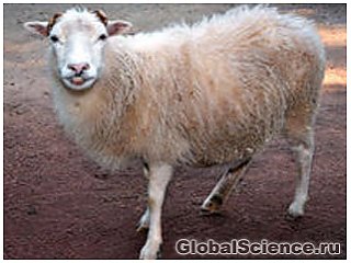 Китайские ученые клонировали овцу с геном круглого червя