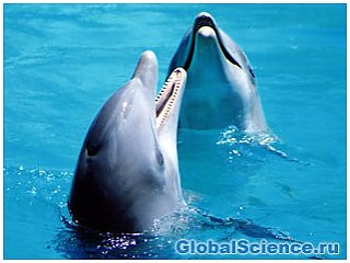 С дельфинами можно общаться