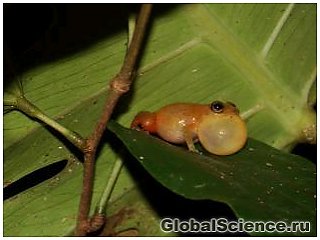 В Панаме обнаружен новый вид лягушек