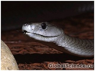 Смертельный исход от укуса змеи во время загадочного религиозного ритуала
