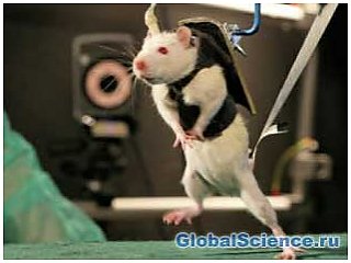 Стимуляция спинного мозга парализованным крысам вернула подвижность