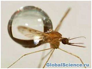 Маленький вес помогает комарам избежать смерти от удара дождевых капель