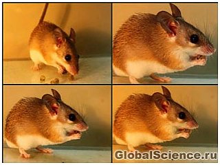 Растительный яд превращает мышь из потребителя семян растений в их распространителя