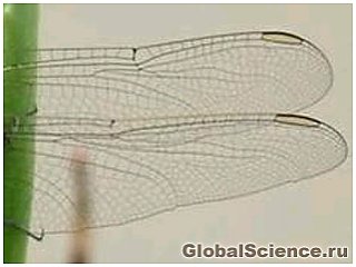 Крылья насекомых стали образцом для ученых при создании биоразлагаемого недорогого материала