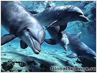 Почему у дельфинов такой большой мозг?