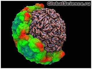 Ученые создали 3D-модель одного из самых распространенных вирусов человека