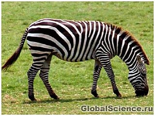 Как появились полоски у зебры?