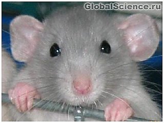 Лабораторная мышь с иммунитетом человека