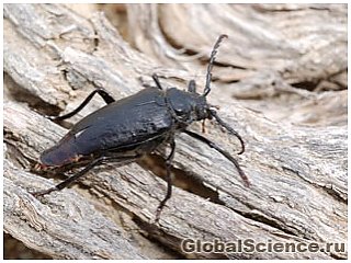 Девонский жук – древнейшее насекомое планеты