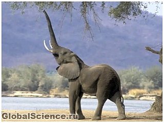 Биологи раскрыли секрет звукового общения слонов