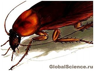 В Бельгии обнаружены останки самого древнего таракана на Земле