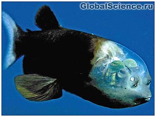 Причудливая рыбка обитает на дне Тихого океана