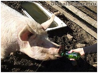 Покупателю деревенского паба пьющая свинья в подарок