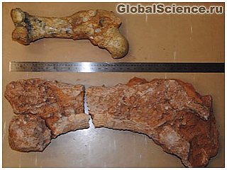 В Австралии обнаружены ископаемые самого большого сумчатого животного