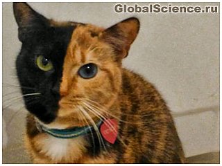 Коты тоже могут быть двуличными