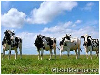 В Новой Зеландии появились коровы с противоаллергенным молоком