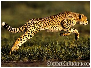 Швидкість гепардів пов&#39;язана з особливостями їх анатомії 