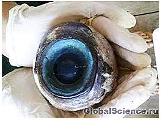 Раскрыта тайна гигантского глаза, найденного на пляже Флориды