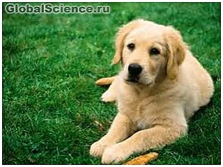 Ученые: клетки носа собак могут предотвратить развитие паралича