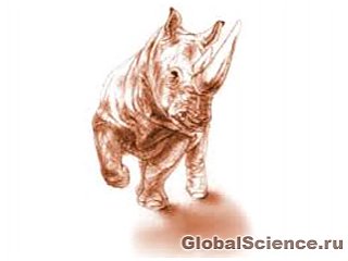Череп древнего носорога обнаружен в вулканической породе