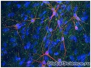 Биологи получили нервные клетки из мочи