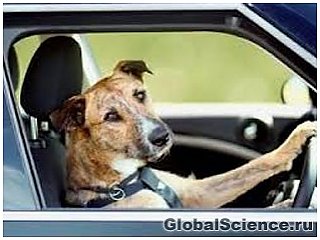 В Новой Зеландии собак научили управлять автомобилем