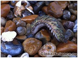 Глубоководный мохнатый червь обнаружен на побережье Кента