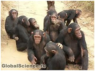 Шимпанзе мають почуття справедливості 