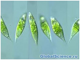 Японские ученые создали термопластик из водорослей