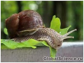 Продовжити життя людини до 500 років допоможуть гени равликів 