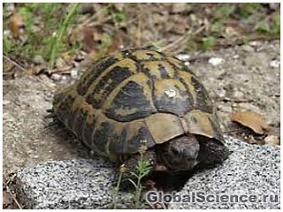 Черепахи способны влиять на  развитие зародыша
