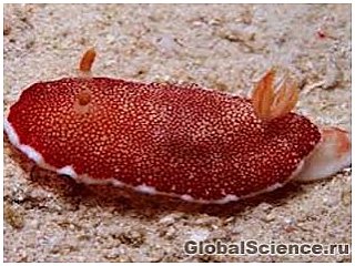 Морской слизняк использует «одноразовый» пенис для спаривания